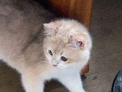 -东方名猫馆·英短金渐层布偶猫舍(环线广场1号楼店)