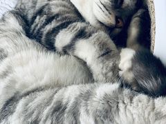-Catmate·猫肥家润(金润铂宫店)