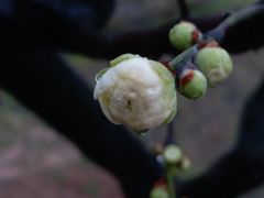 -香雪海