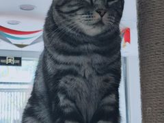 -平行世界·猫咖(首经贸店)