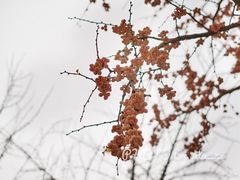 -三里屯东五街银杏大道