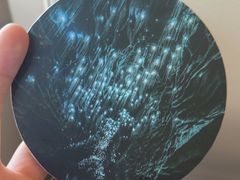 -怀托摩萤火虫洞