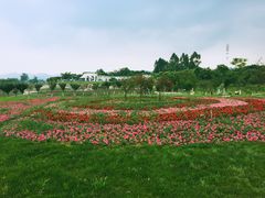 -紫颐香薰山谷景区