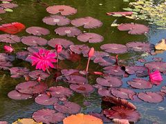 -国家植物园南园