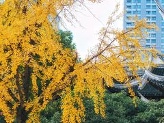 -上海白云观