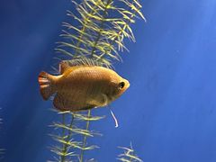 -上海海洋水族馆