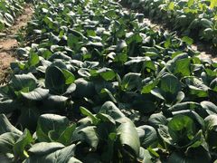 -天目湖刘老四农庄