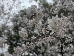 -顾村公园