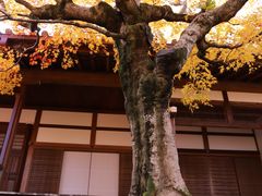 -常寂光寺