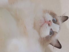 -猫在这儿猫咪咖啡馆·撸猫馆