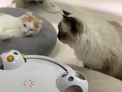-猫和宫(六道口店)