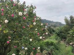 -福建土楼（华安）旅游区•大地土楼群