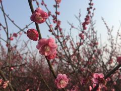 -香雪海