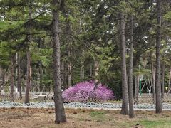 -黑龙江省森林植物园
