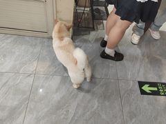 -猫小院猫主题餐厅(南锣旗舰店)