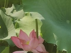 -西湖游船