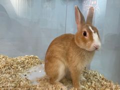 -喵宠乐园·撸猫互动·猫舍