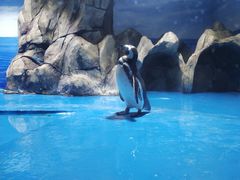 -青岛海底世界-水族馆
