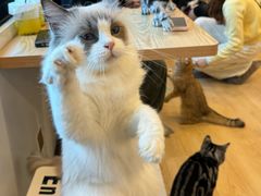 -有喵·猫咖·狗咖·30几只猫10只小狗(岗厦店)