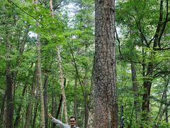 -五营红松林海景区