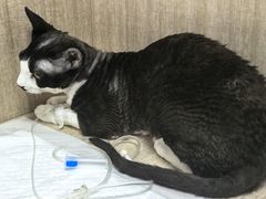 -北京观赏动物医院·24小时大型综合·猫专科·异宠专科