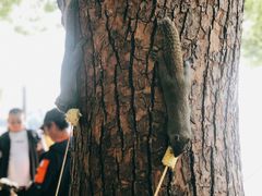 -西湖外事游船(湖滨二公园外事游船码头)