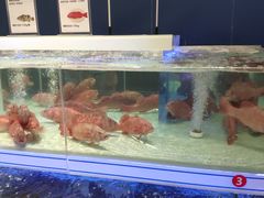 -盒马X会员店(上海森兰商都店)
