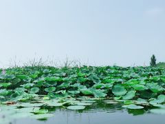-白洋淀景区