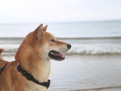 -那香海钻石沙滩浴场