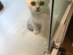 -李小姐の猫咖啡馆(五角场店)