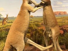 -陕西自然博物馆