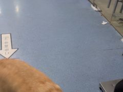 -顺强宠物诊所·狂犬免疫·夜诊·骨科(嘉定店)