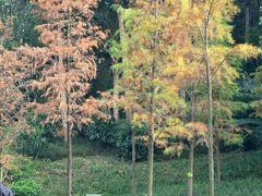 -云溪植物园