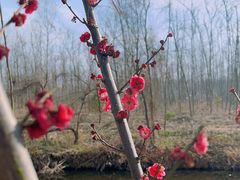 -合肥滨湖国家森林公园