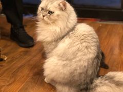 -猫友咖啡店(玉林西路店)