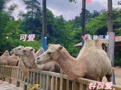 -贵州森林野生动物园