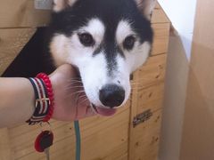 -Husky Go! 哈士奇体验馆·宠物咖啡厅狗咖