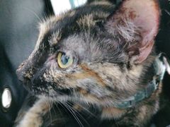 -荔康动物医院(康王北路店)