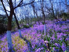 -幕燕滨江·长江观音景区