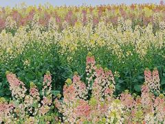 -三圣花乡旅游区