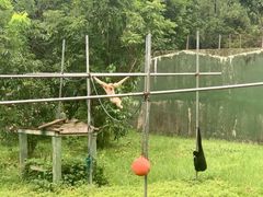 -合肥野生动物园