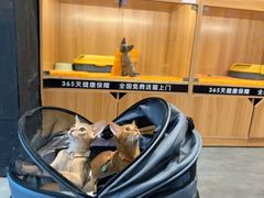 -欣宠猫屋·矮脚拿破仑·蓝金金渐层