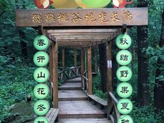 -大岭沟猕猴桃谷风景区