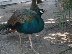 android_upload_pic-百鸟园