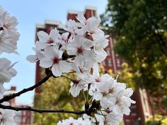 -高东镇樱花园