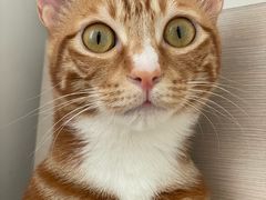 -乐琪宠物医院·犬猫专科·骨外科·急重症