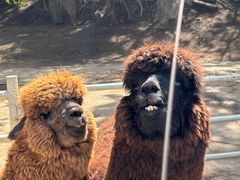 -沈阳森林动物园