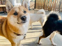 -柴犬高等学院·狗咖·柴犬售卖·宠物训练