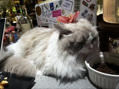 -猫十亿·布偶金渐层·曼基康矮脚猫舍(青年路店)