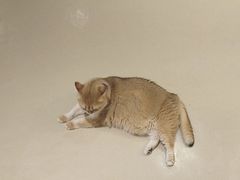 -藏猫猫咖啡主题馆(中央大道店)
